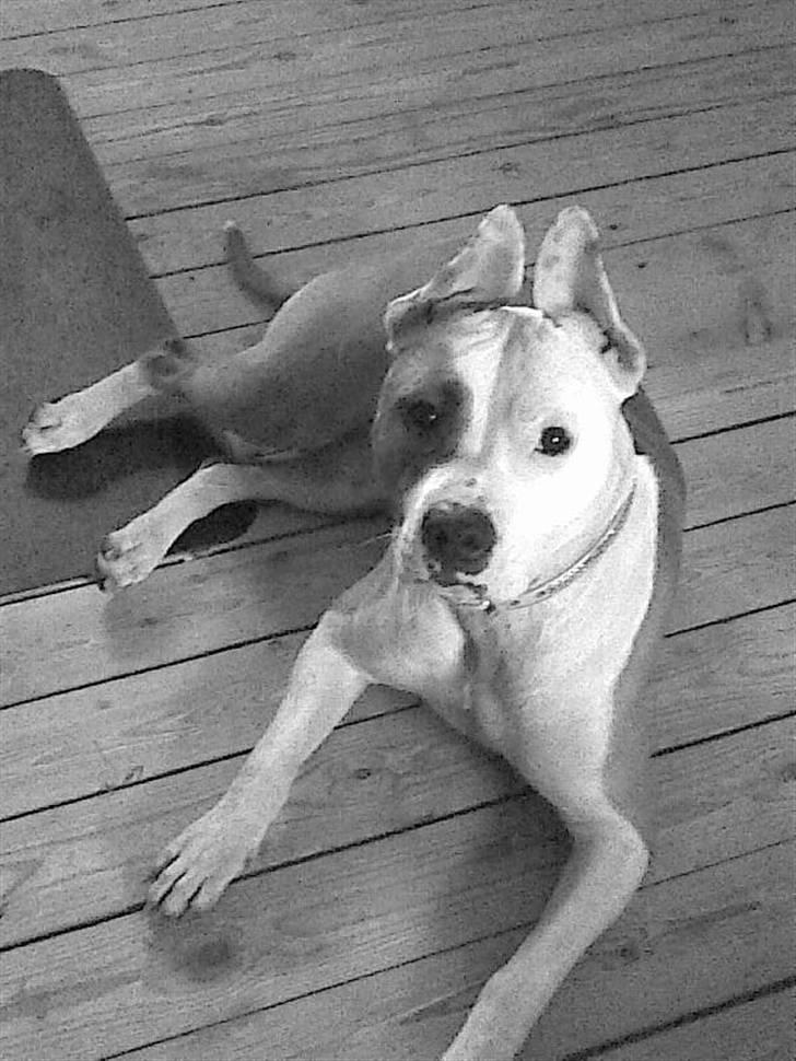 Blanding af racer Amy billede 15