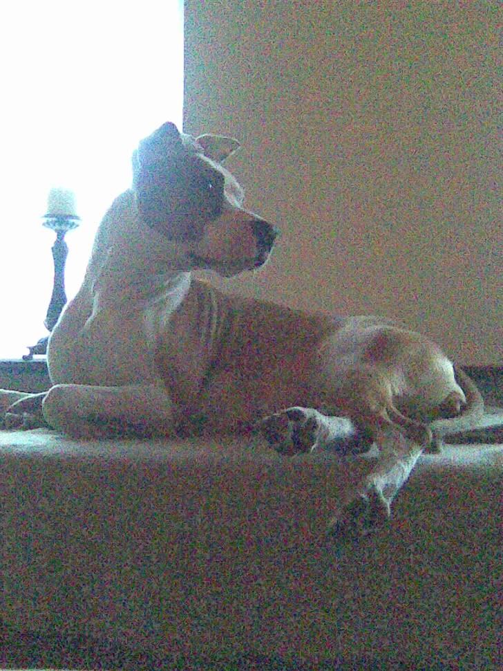 Blanding af racer Amy billede 16