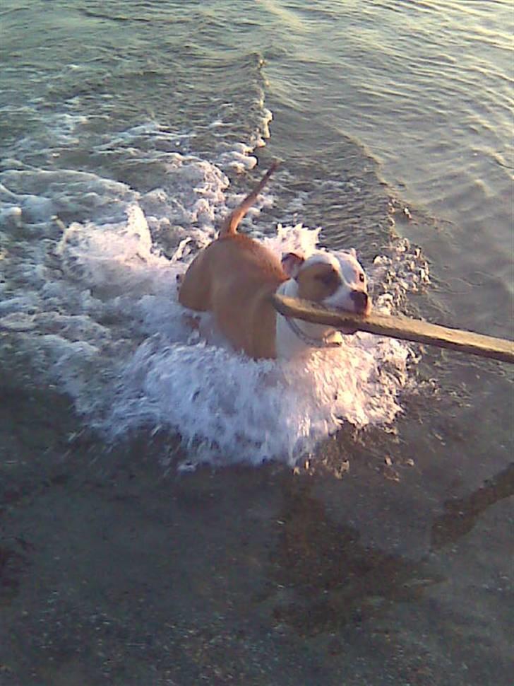 Blanding af racer Amy - Jeg elsker at værer ved stranden og især vandet;D billede 17