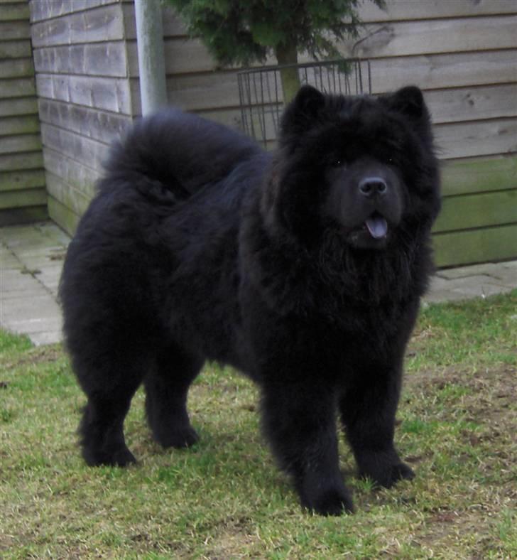 Chow chow Bidachows Lovely Lilly - Bidachows Lovely lady Lilly billede 1