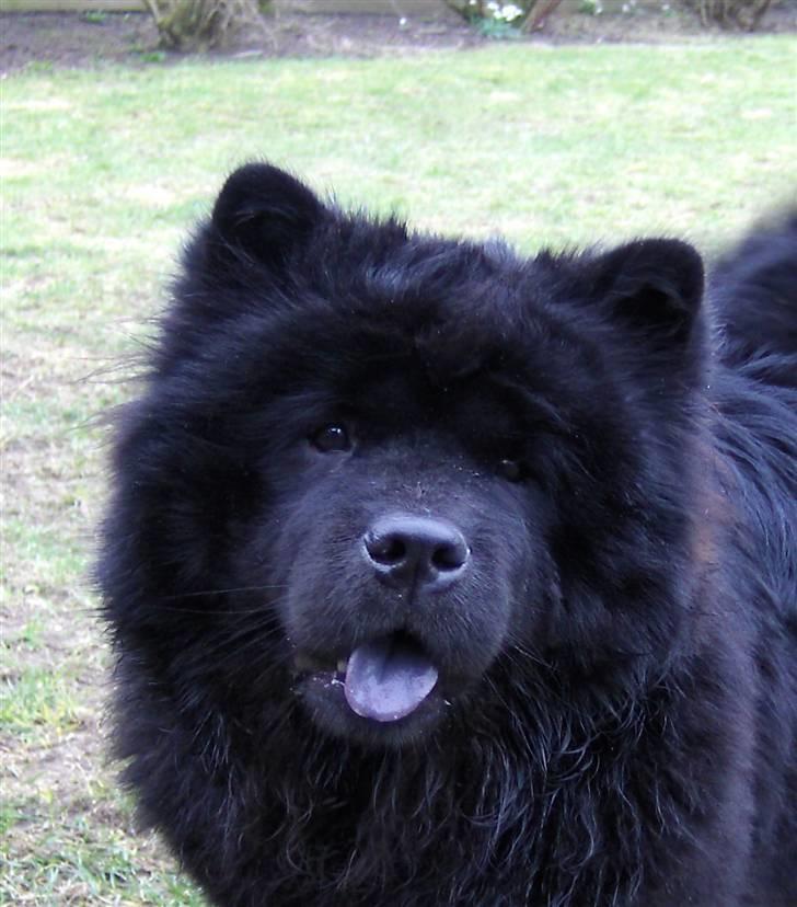 Chow chow Bidachows Lovely Lilly - Lilly hoved, 1½ år gl. billede 2