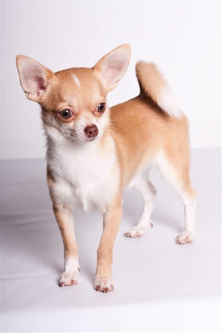 Chihuahua Gizmo - Gizmo 9 mdr. billede 1