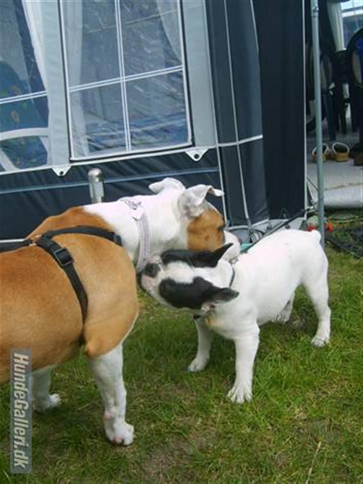 Blanding af racer Amy - Mig og min ven Ditte billede 18