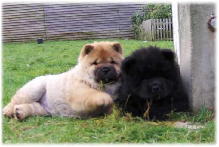 Chow chow Bidachows Lovely Lilly - Lilly og hendes søster Lucy ( 8uger) , begge mine hunde. billede 3