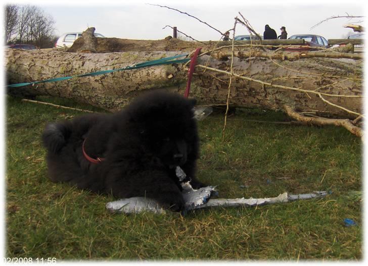 Chow chow Bidachows Lovely Lilly - Lilly 11 uger, med til træning billede 4