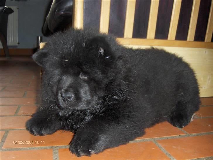 Chow chow Bidachows Lovely Lilly - Lilly 11 uger billede 5