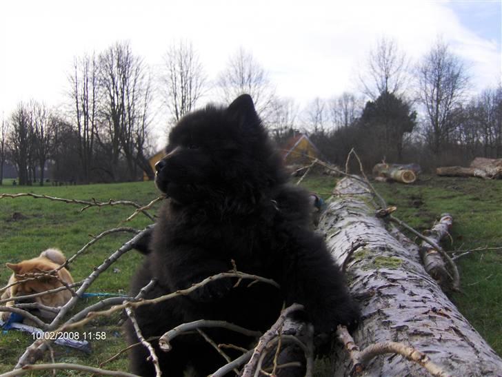 Chow chow Bidachows Lovely Lilly - Lilly 11 uger ,nyder at hun har pause til træning. billede 6