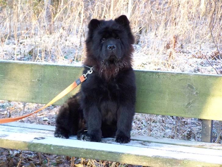 Chow chow Bidachows Lovely Lilly - Lilly 1 år gl. da hun boede i Sverige billede 7
