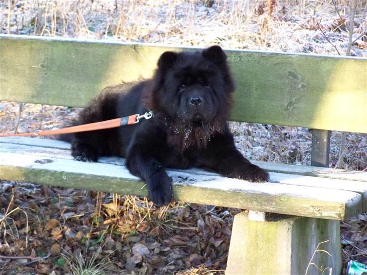 Chow chow Bidachows Lovely Lilly - lilly i Sverige, 1 år gl. og på vej med ny voksen pels. billede 8