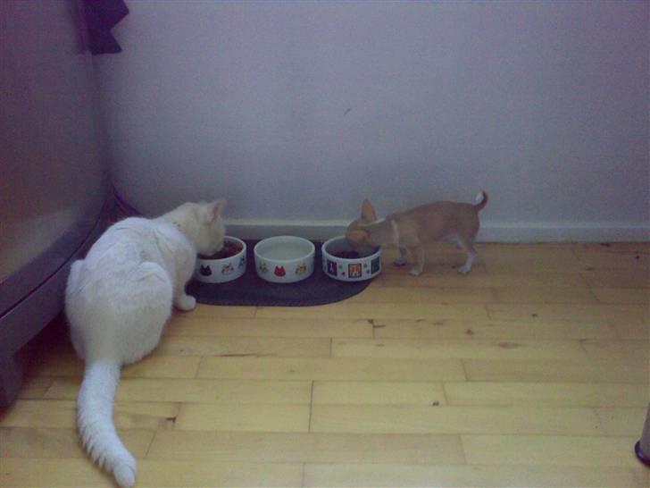 Chihuahua Gizmo - Gizmo spiser sammen med Luc billede 2