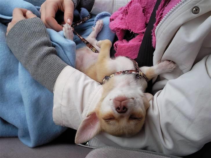 Chihuahua Gizmo - En lille lur efter en hård dag  billede 3