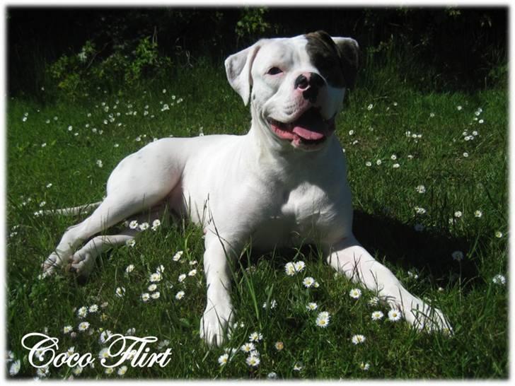 Amerikansk bulldog Coco Flirt - 15 Maj 2009... Nu er vi næææsten 1 år :D billede 16