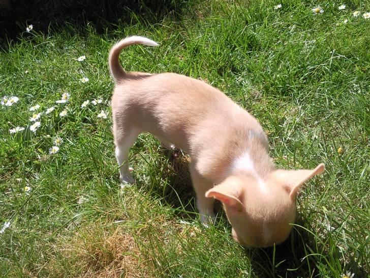 Chihuahua Gizmo - Gizmo snuser rundt i haven billede 4