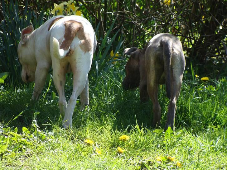 Amerikansk staffordshire terrier Emma - Emma & Kaya billede 12