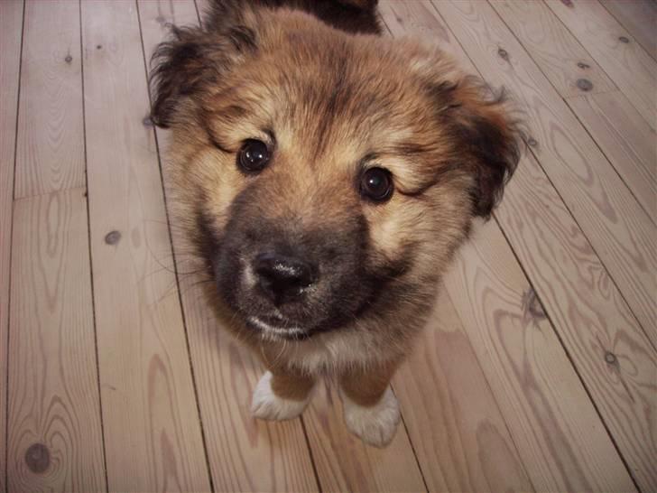 Islandsk fårehund James - (10 Uger) - Er jeg ikke sød.... billede 6