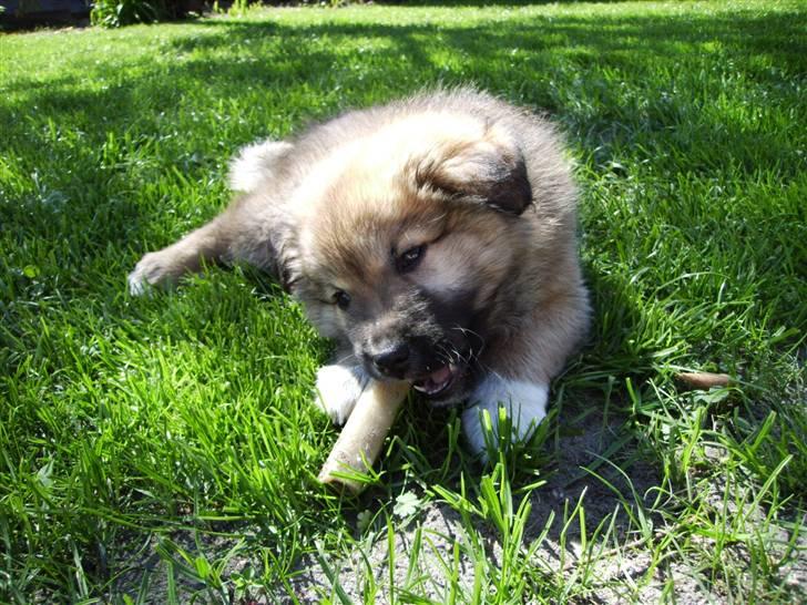 Islandsk fårehund James billede 7