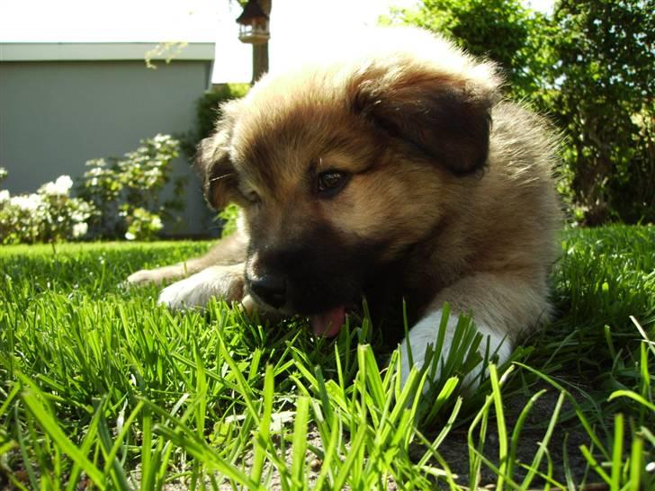Islandsk fårehund James billede 8