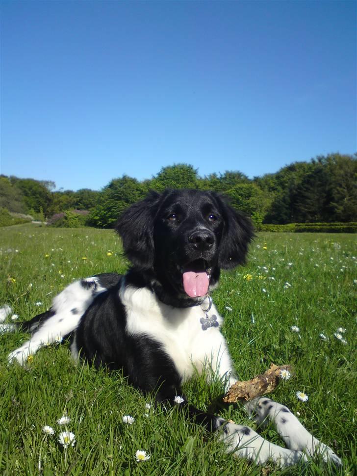 Stabijhoun Victor billede 6