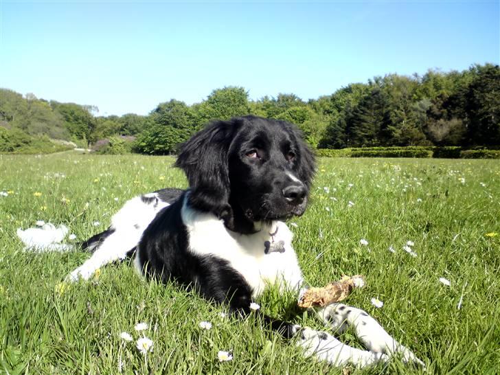 Stabijhoun Victor billede 7