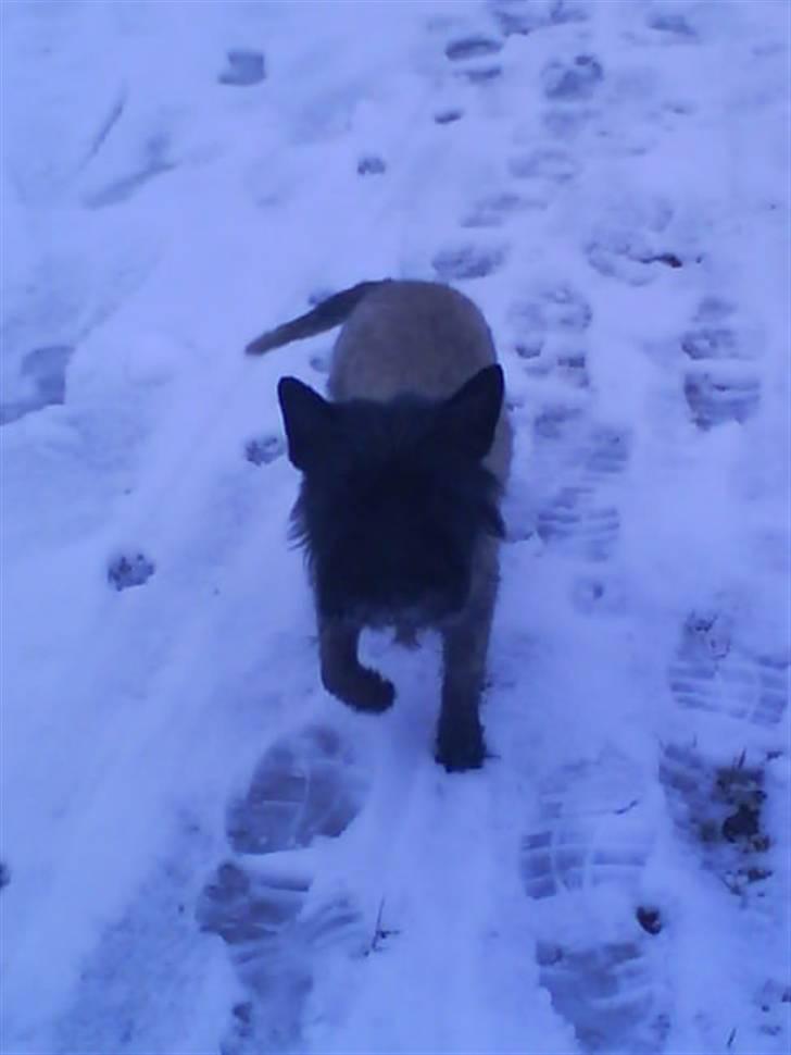 Cairn terrier Frida - jeg kikker meget på cameraet det er så flot! billede 2