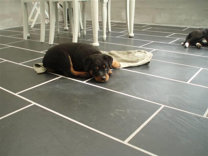 Rottweiler Chili billede 2