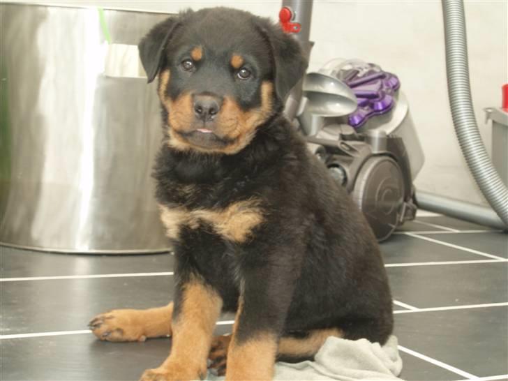 Rottweiler Chili - Smukke Chili billede 3