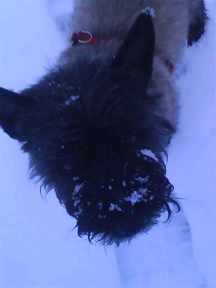 Cairn terrier Frida - jeg har lige rullet mig i sneen og har fået sne i mit hoved billede 3