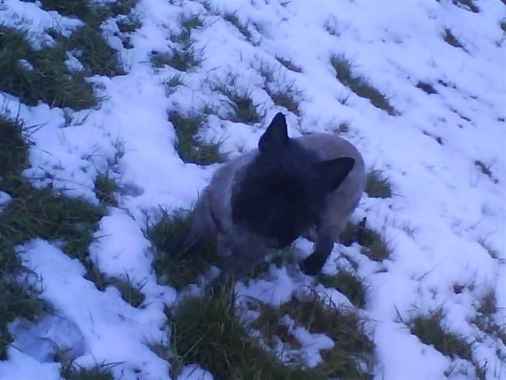 Cairn terrier Frida - jeg står og stepper lidt sneen er lidt kold for mine poter! billede 4
