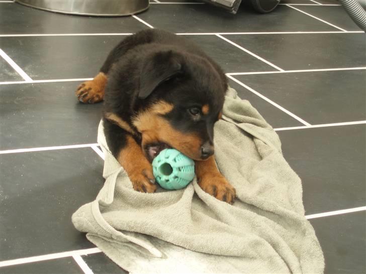 Rottweiler Chili billede 4