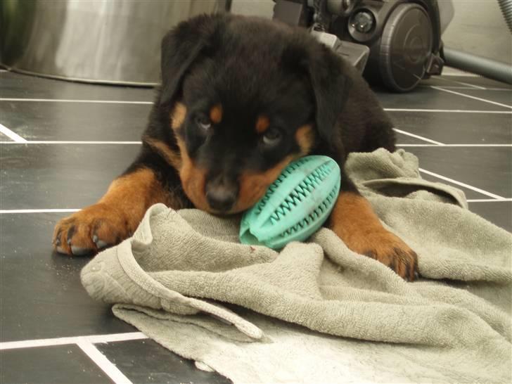 Rottweiler Chili billede 5