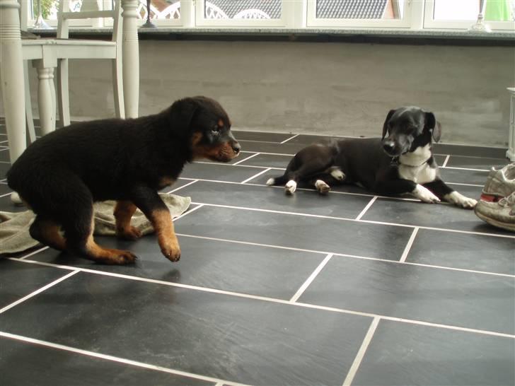 Rottweiler Chili - Mig og min storebror Dolph billede 6