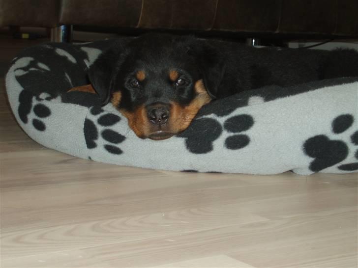 Rottweiler Chili - Det er hårdt at tumle rundt ;-) billede 7