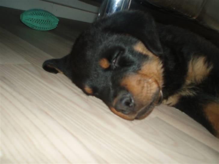 Rottweiler Chili - Er helt færdig billede 8