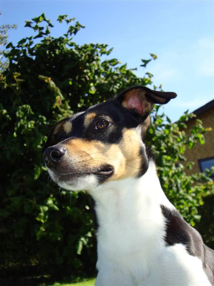 Dansk svensk gaardhund Gismo  - 17) billede 17