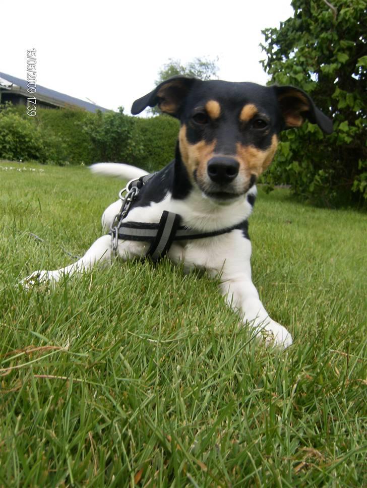 Dansk svensk gaardhund Gismo  - 19) billede 19