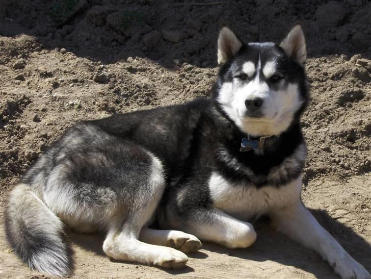 Siberian husky Magnus billede 1