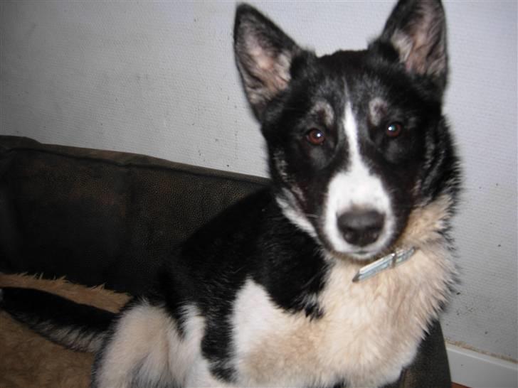 Siberian husky Paxi billede 1