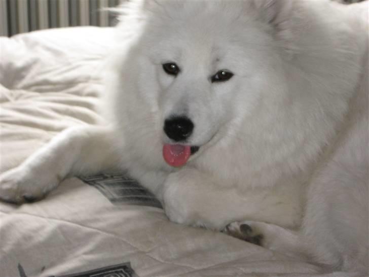 Samojedhund fie  - en dejlig hund der ligge og slapper af efter en hård dag billede 1