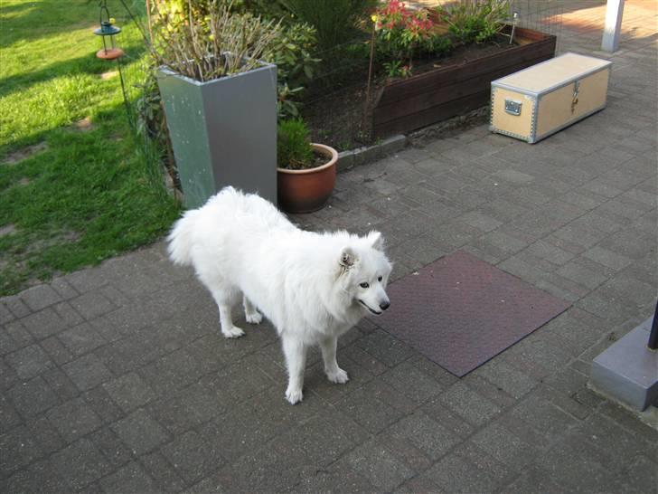 Samojedhund fie  billede 2