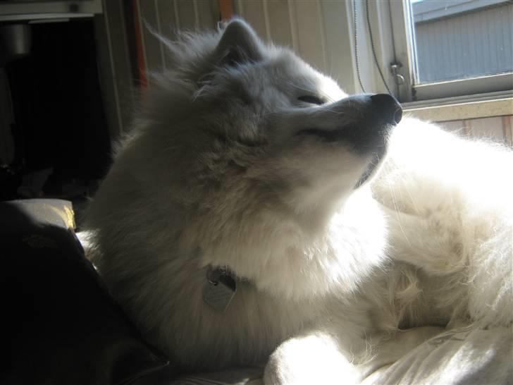 Samojedhund fie  billede 3