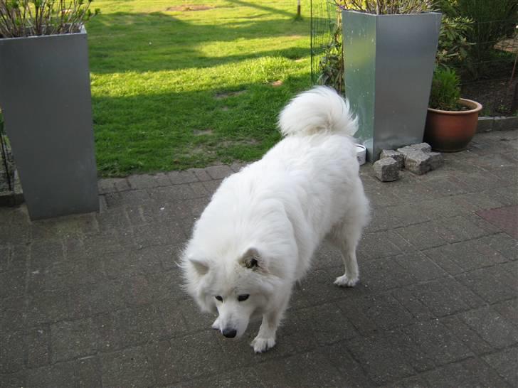 Samojedhund fie  billede 4