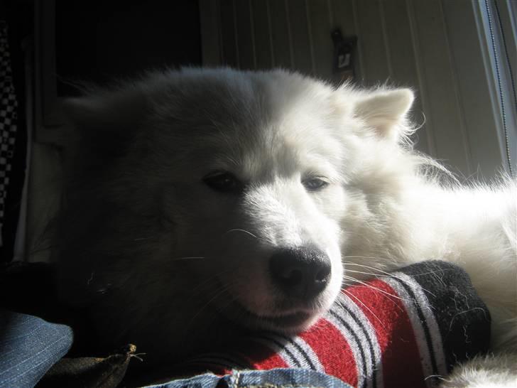 Samojedhund fie  billede 5