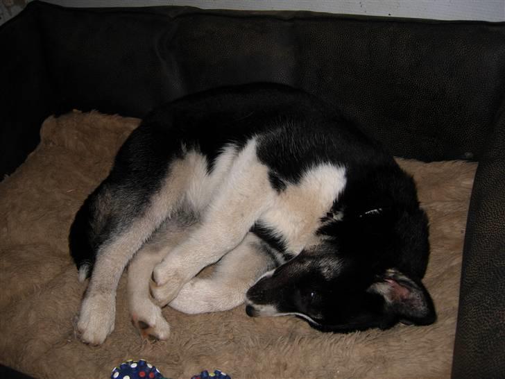 Siberian husky Paxi billede 2