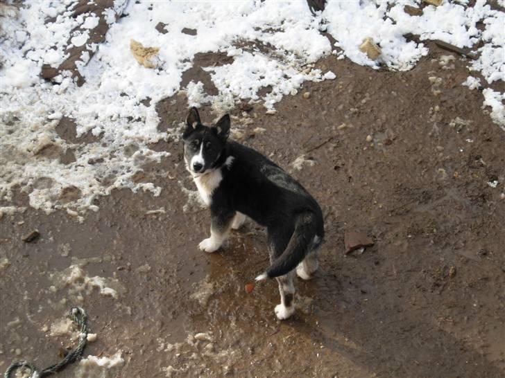 Siberian husky Paxi billede 3