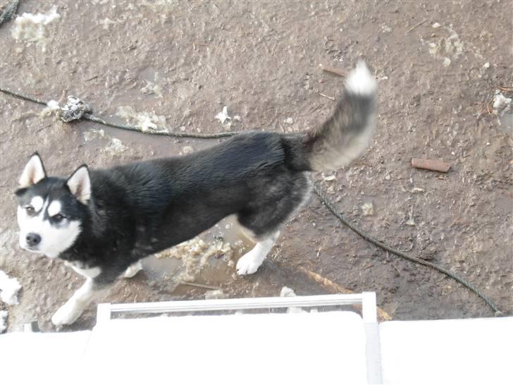 Siberian husky Magnus billede 2
