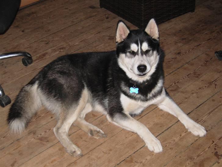 Siberian husky Magnus billede 3