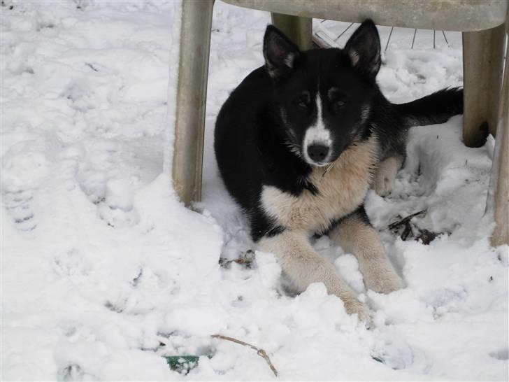 Siberian husky Paxi billede 4