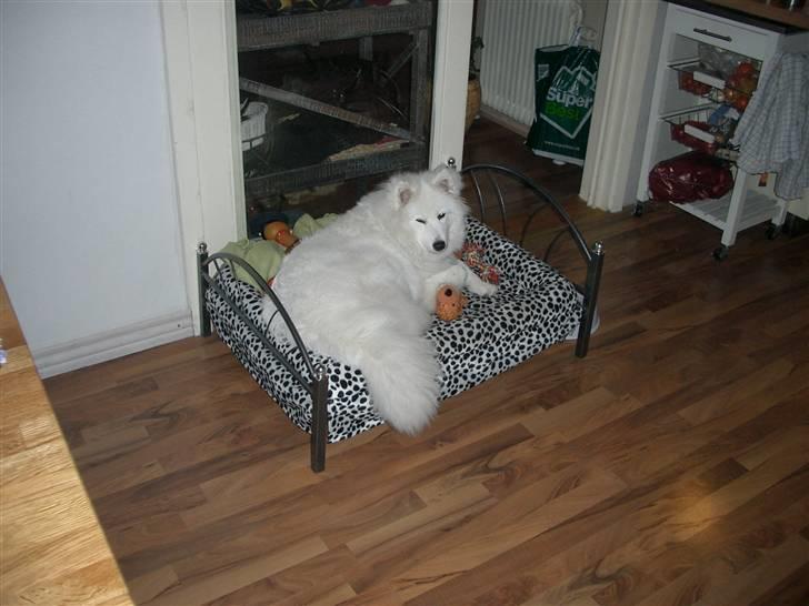 Samojedhund fie  billede 6