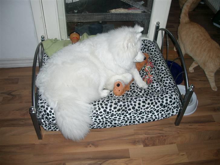 Samojedhund fie  billede 7