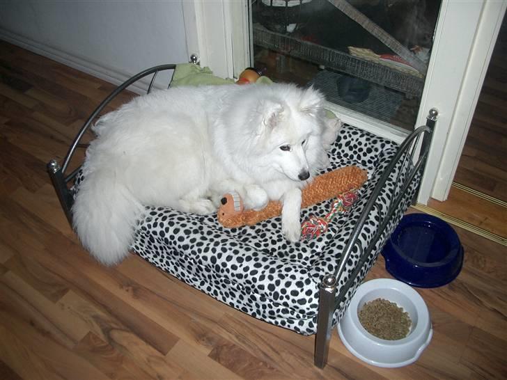 Samojedhund fie  billede 8